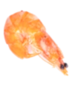gamba